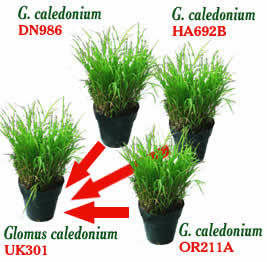 Showing how Golomus caledonium UK301 is made up of 3 different Golomus caledonium DN986, HA692B and OR211A