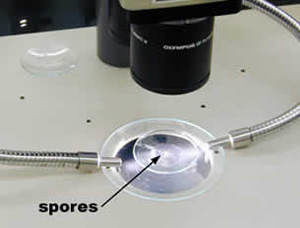 Spores in a watchglass
