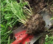 Roots dug by shovel