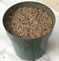 Seeds planted in a pot
