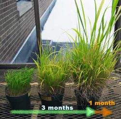 Three different size seedlings; shows growth over 3 months and big growth spurt the 4th month
