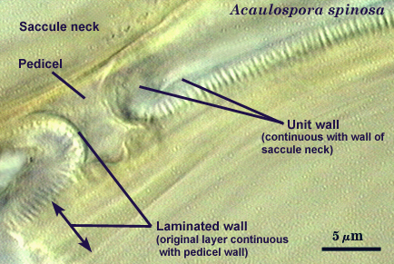 Acaulospora spinosa saccule neck, pedicel, unit and laminated wall