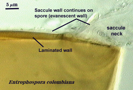Entrophospora colombiana saccule wall continues on spore wall