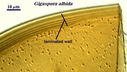 gigaspora albida laminated wall