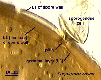 Gigaspora rosea L1, L2 spore wall, sporogenous cell and plug