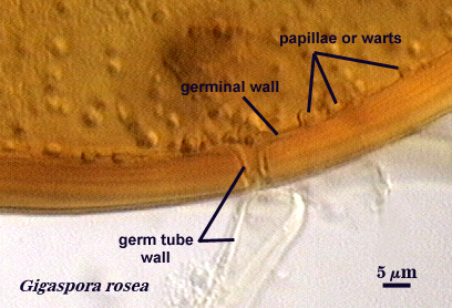 Gigaspora rosea germ tube and germinal wall with papillae or warts