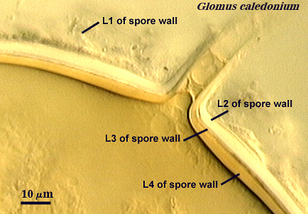 Glomus caledonium L1 through L4 of spore wall