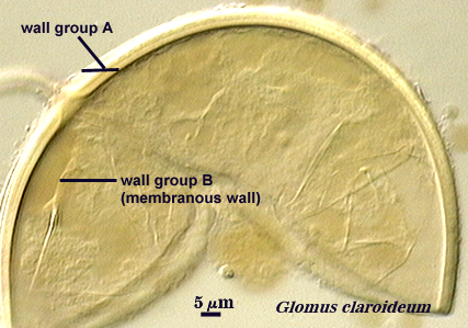 Glomus claroideum wall group A and B