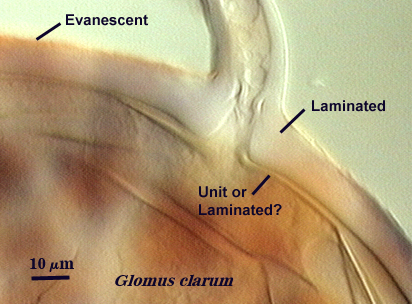 glomus clarum laminated with evanescent