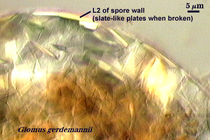 Glomus gerdemannii L2 of spore wall (slate-like plates when broken)