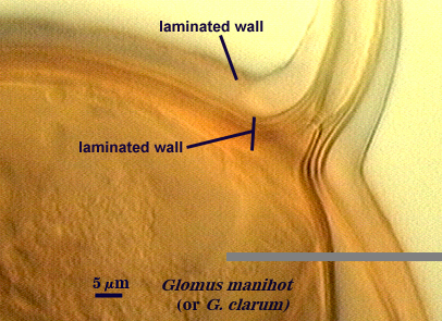 Glomus manihot with laminated walls