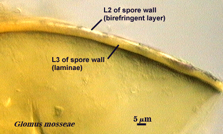 Glomus mosseae L2 and L3 spore wall