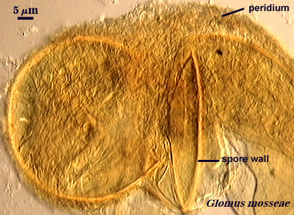 Glomus mosseae peridium and spore wall