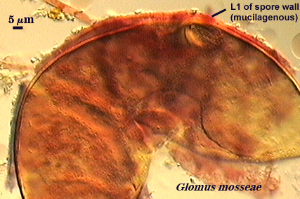 Glomus mosseae L1 of spore wall (mucilagenous)
