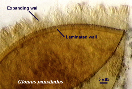 Glomus pansihalos laminated and expanding wall