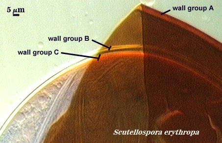 Scutellospora erythropa wall groups A, B and C
