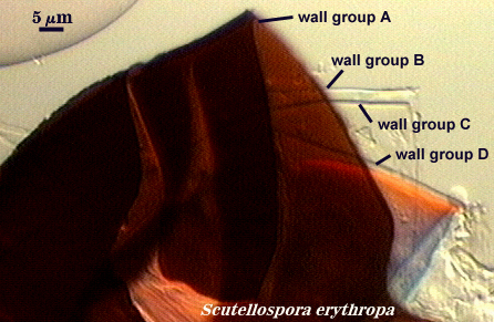Scutellospora erythropa wall groups A, B, C and D