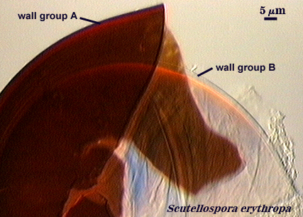 Scutellospora erythropa wall group A and B