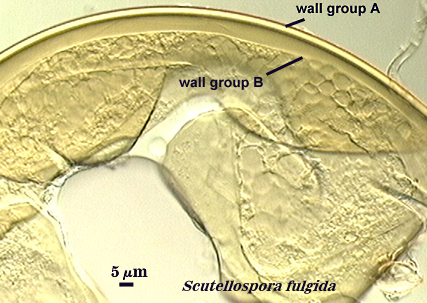 Scutellospora fulgida with wall group A and B