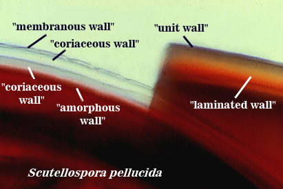 Scutellospora pellucida membranous, unit, coriaceaous, laminated wall