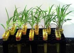 plants displayed in rows on black table