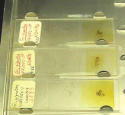 Three slides with spore samples