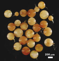 Immature Gigaspora gigantea spores photographed at 200 micrometers