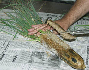 Pot culture removed from pot and laying on newspaper