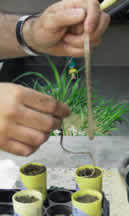 Seedlings being transplated