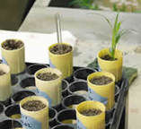 Seedlings in yellow pots