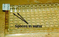 Arrows pointing to spores in water