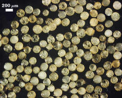 Darker Scutellospora calospora spores photographed at 200 micrometers