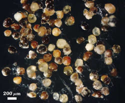 Degraded or parasitized Scutellospora calospora spores photographed at 200 micrometers