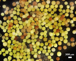 Extracted population of Gigaspora gigantea spores photographed at 300 micrometers