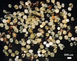 Extracted Scutellospora calospora spores photographed at 200 micrometers