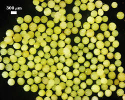 Healthy Gigaspora gigantea spores photographed at 300 micrometers