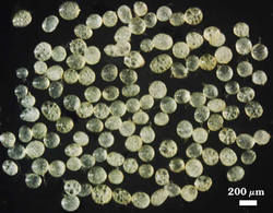 Healthy Scutellospora calospora spores photographed at 200 micrometers