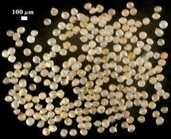 Healthy spores shown at 100 micrometers