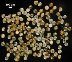 Spores with irregular contents shown at 100 micrometers