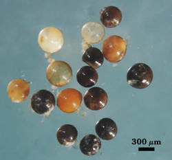 Parasitized and dead Gigaspora gigantea spores photographed at 300 micrometers