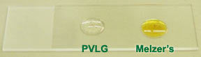 Drops of PVLG (left) and Melzer's (right) on slide