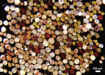 Spores photographed at 200 micrometers