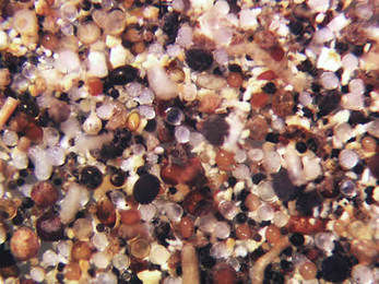 Close up of Spores