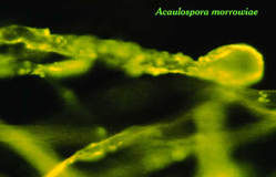 Acaulospora morrowiae