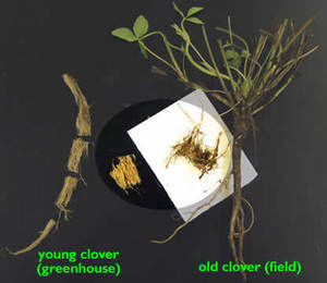 Illustration of young clover from greenhouse and old clover from field