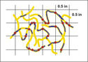 Illustration of root length