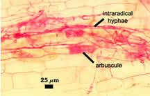 Mycorrhiza stained; labeled where Arbuscules and Intraradical hyphae are located