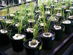 Sundangrass seedlings in pots