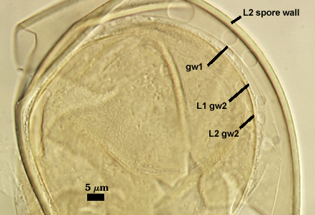 L2 spore wall gw1 L1 gw2 and L2 gw2 layers in spore
