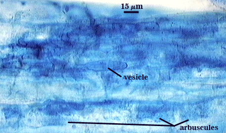 mycorrhizal oblong vesicle and arbuscules